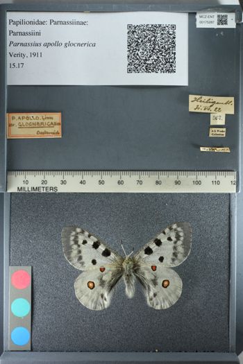 Media type: image;   Entomology 175287